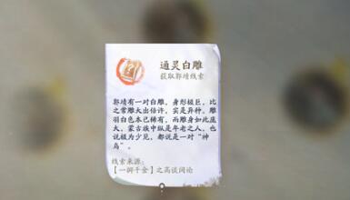 射雕江湖纪怎么玩